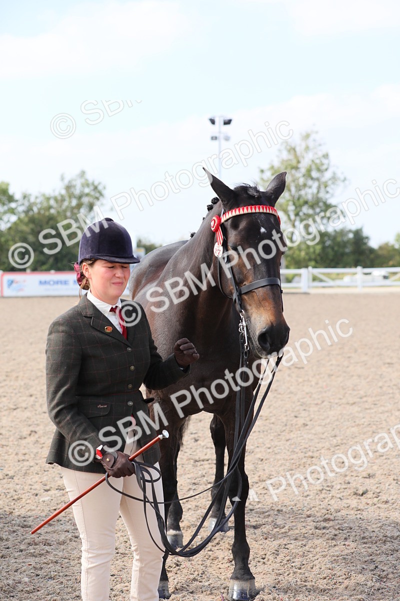 SBM_15764 - Class 312 IH Competition Horse/Pony