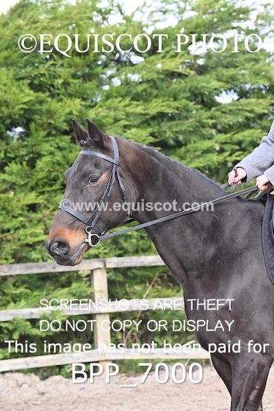 BPP_7000 - RING 1  (RIDDEN HORSES / IN HAND / VETERAN ETC)