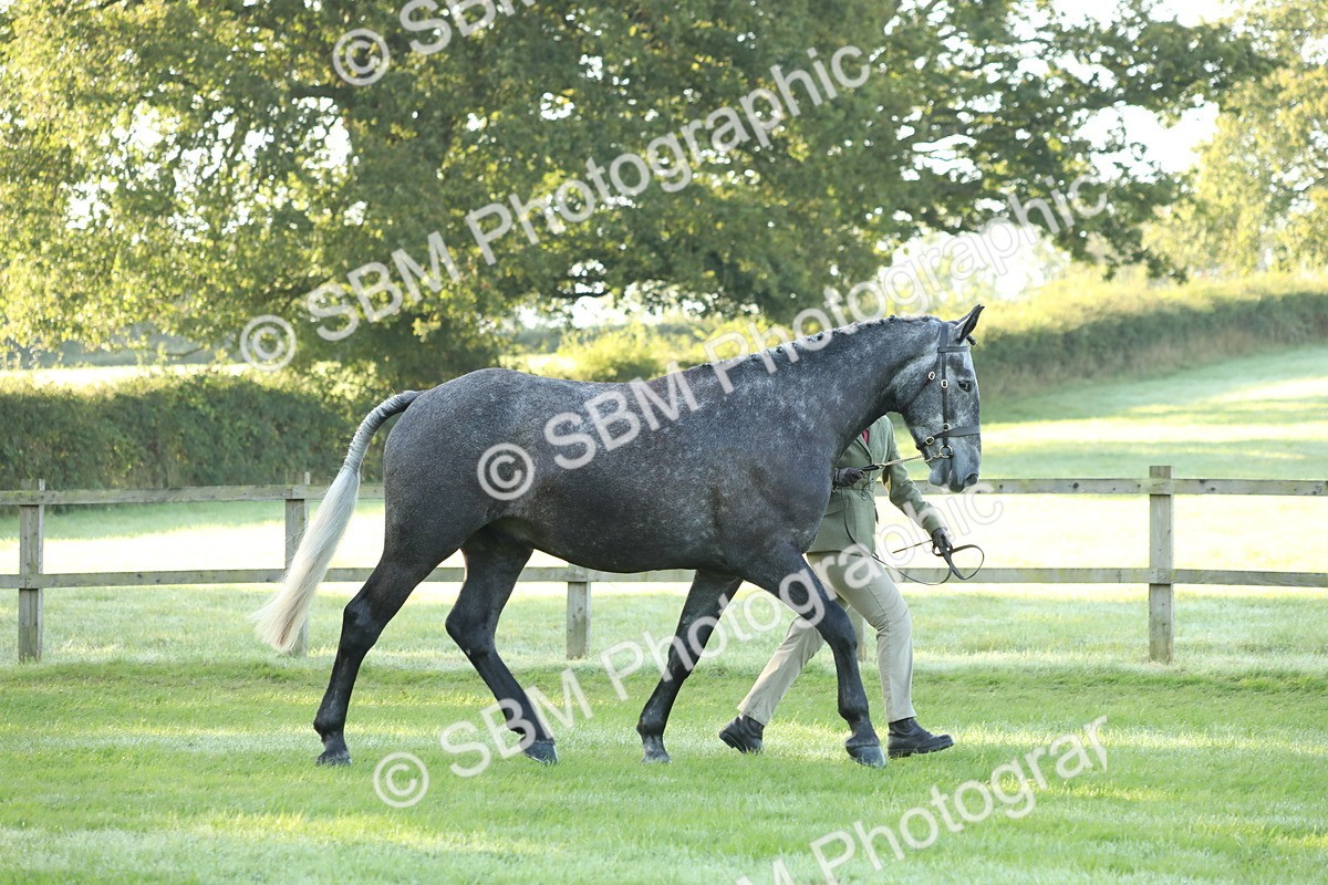 SBM_57922 - S42 - Youngstock