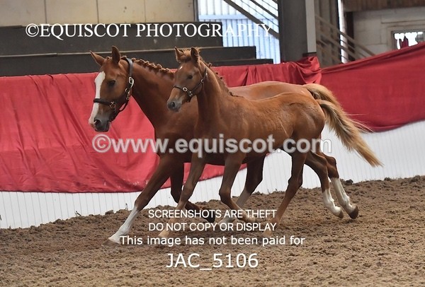 JAC_5106 - 9 Zinzipan