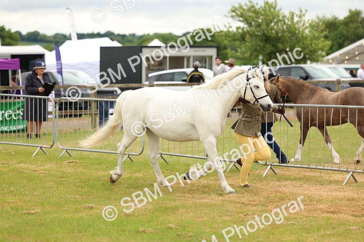 SBM_04169 - Class 64-67 - Shetland Pony In Hand