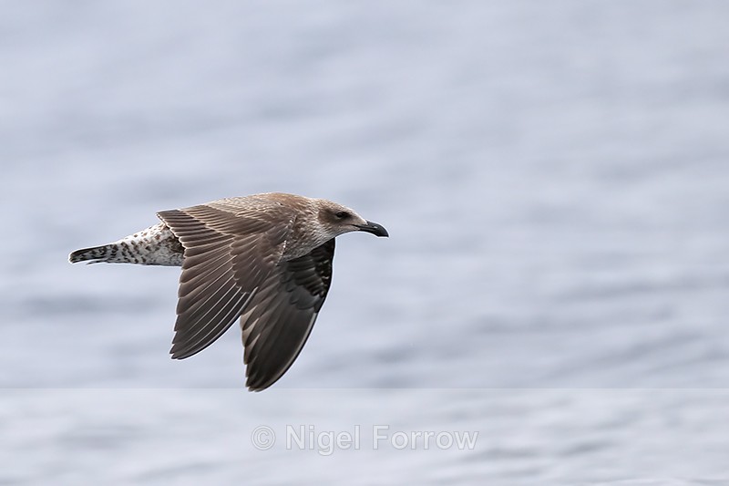 Kelp Gull (juvenile) flying, Chile - Kelp Gull