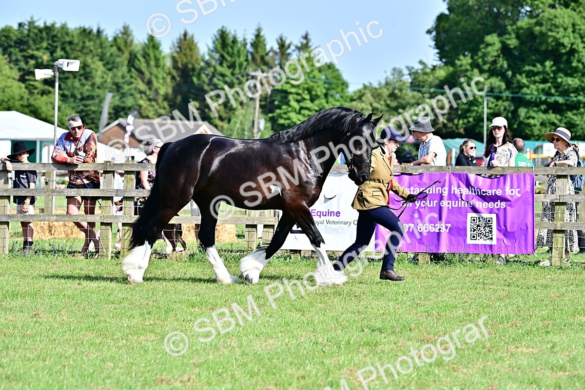 SBM_10146 - Class 63-65 - Traditional Gypsy Cobs In Hand & Ridden