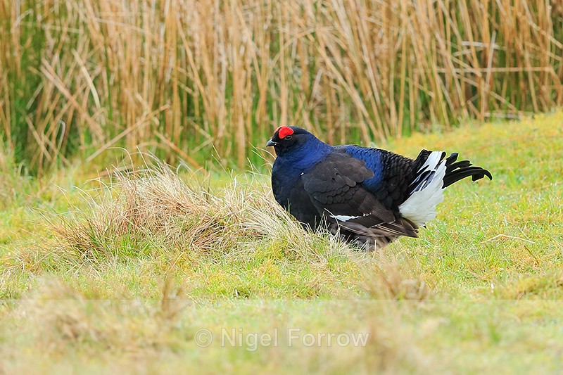 Black Grouse (male), Scotland - Black Grouse