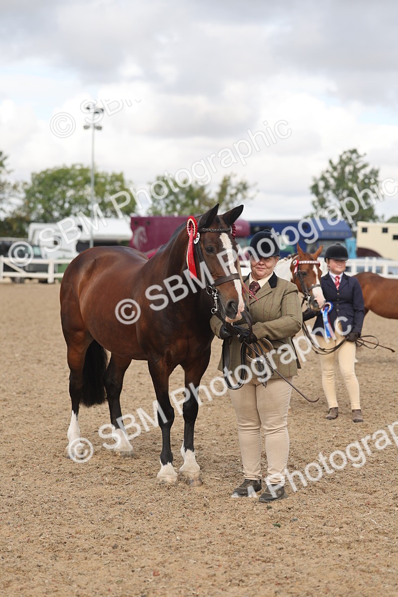 SBM_04375 - Class 17 - Prettiest Mare (IH or Ridden)