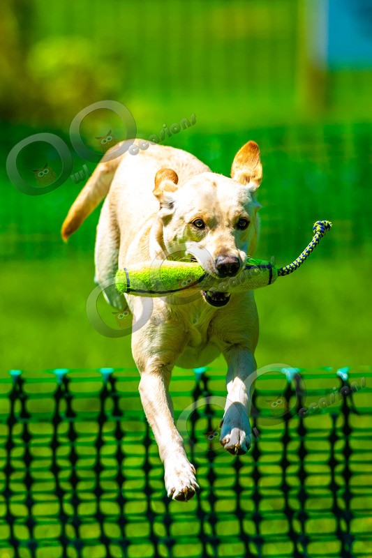 Yellow Labrador_6169 - Pet Photography