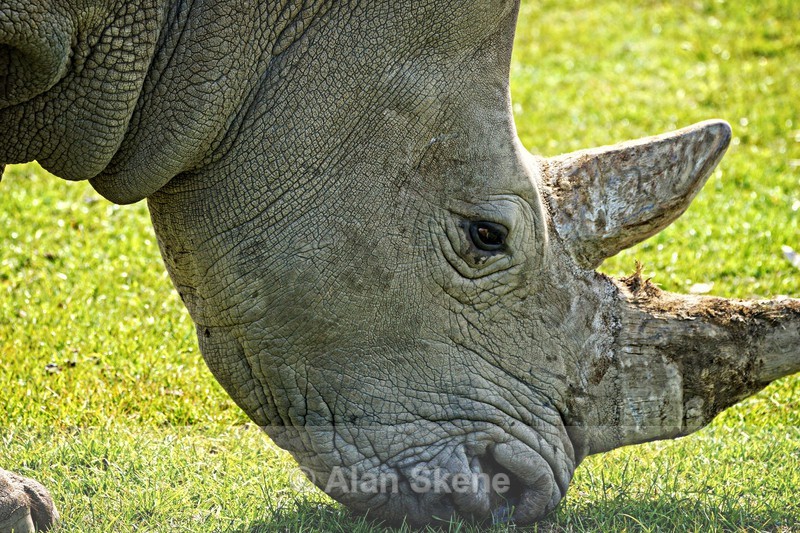 DSC08267 - Fauna