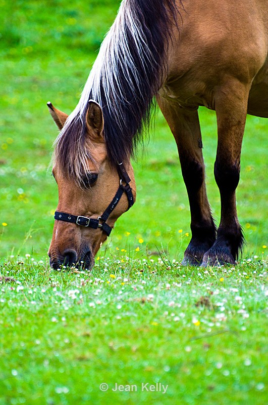 Horse - 9443 - Equine