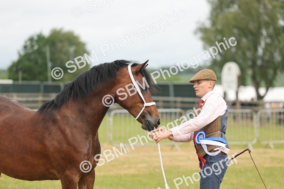 SBM_04996 - Class 50-57 - M&M Welsh Pony In Hand