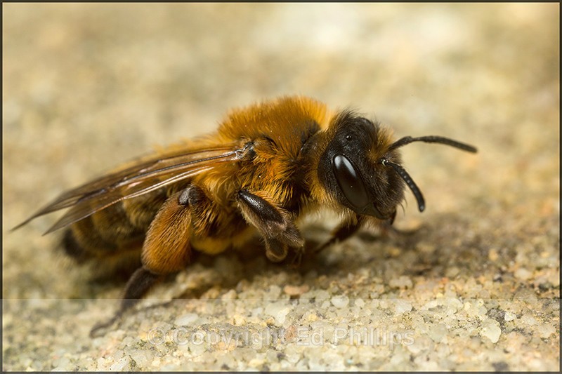 Andrena nigroaenea (f) - Andrena nigroaenea