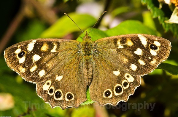 Speckled wood - Butterflies, Moths & Caterpillars