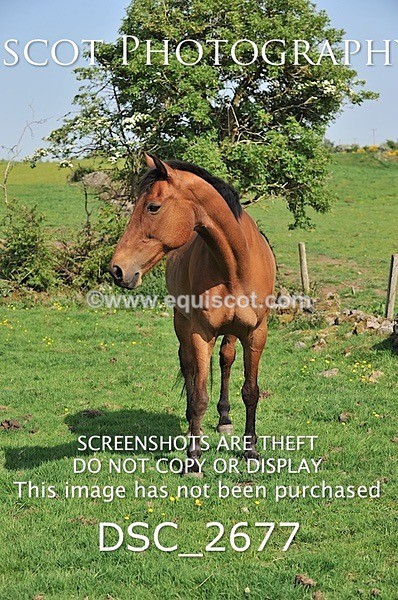 DSC_2677 - ARCHIVE REQUEST - Quincy and Guinness