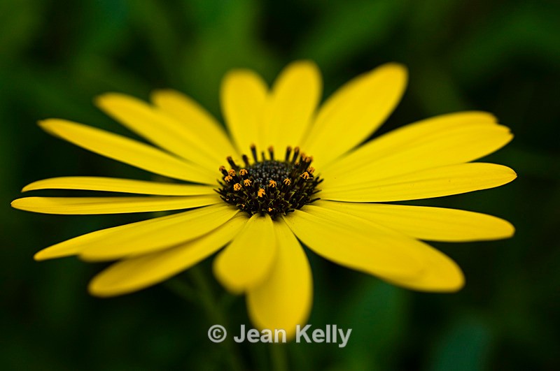 Flower - Daisy - 0299 - Yellow