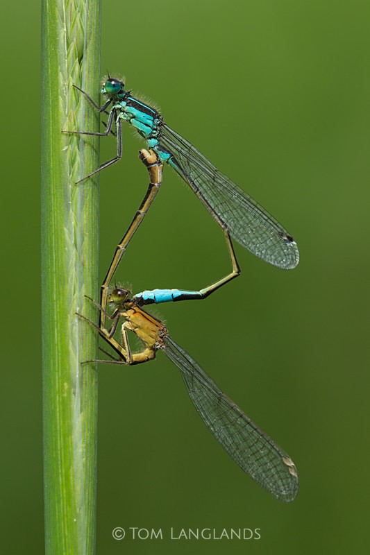 Common Blue Damselfly - Macro
