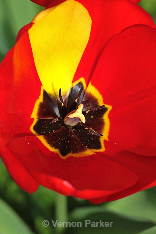 Tulip - Nature