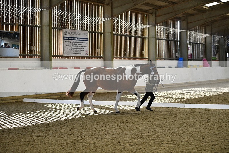 WJ5_3838 - Class 5 In Hand Veterans