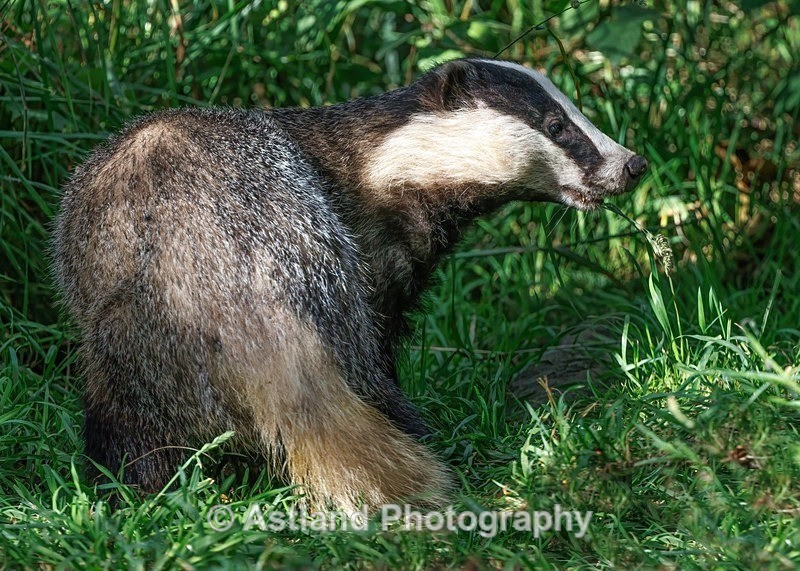 Badger - Latest Images