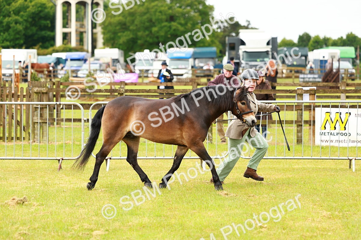 SBM_00261 - Class 58-67 - M&M Non Welsh Pony In hand