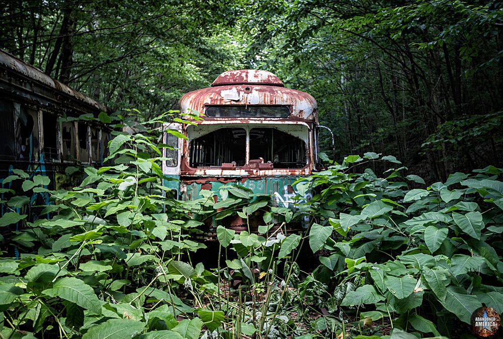 Trolley Graveyard | About to Pounce - The Trolley Graveyard
