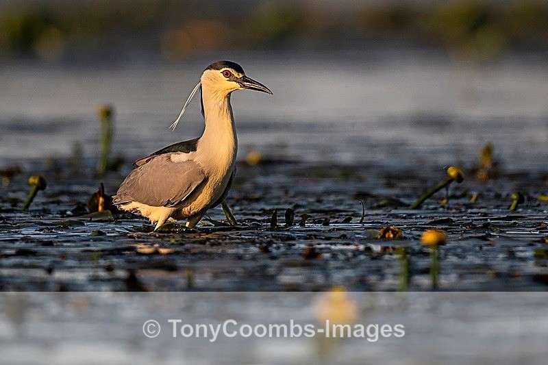 Night Heron - Danube Delta