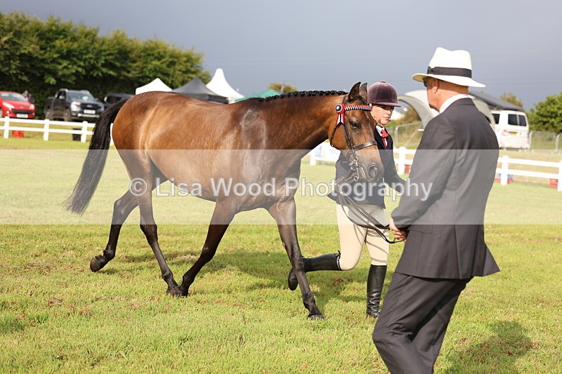 3E7A7887 - Class 1: Rising Star Small Hack/Riding Horses