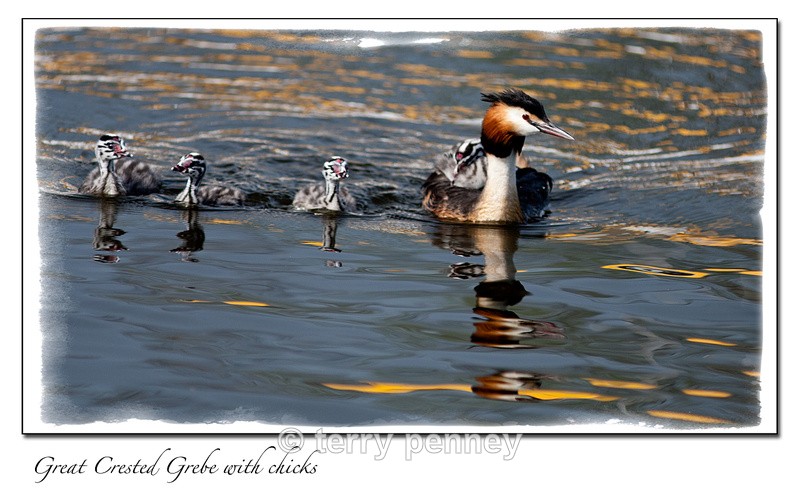 Great Crested Grebe - Birds