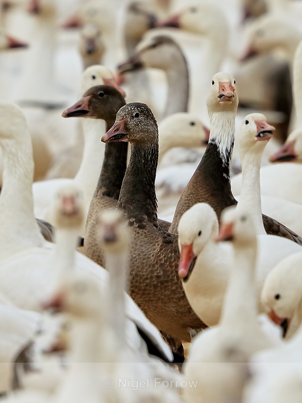 Snow Goose (juvenile dark morph), Bosque del Apache, New Mexico - Snow Goose
