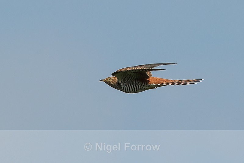 Cuckoo (rufous morph) flying, Otmoor RSPB - Cuckoo
