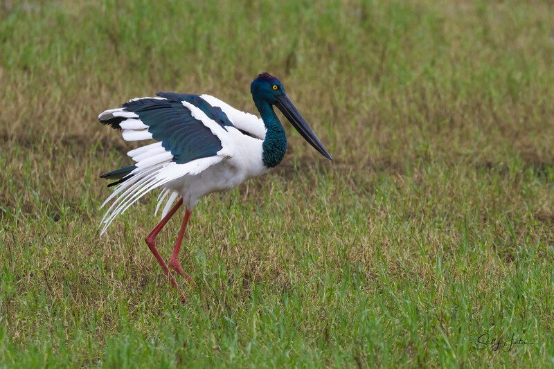 Jabiru female 4. 0A3A6894 - Jabiru