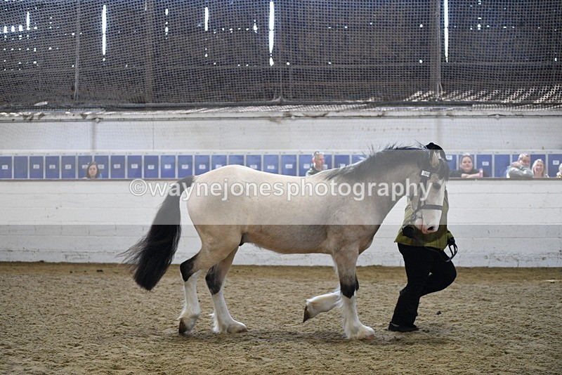 WJ5_4508 - Class 3 Part Bred In hand