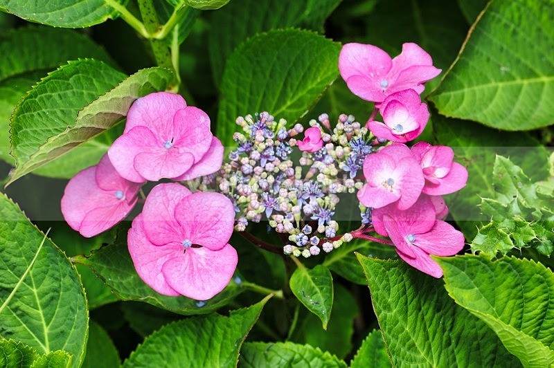 Rhododendron - Plants and Trees