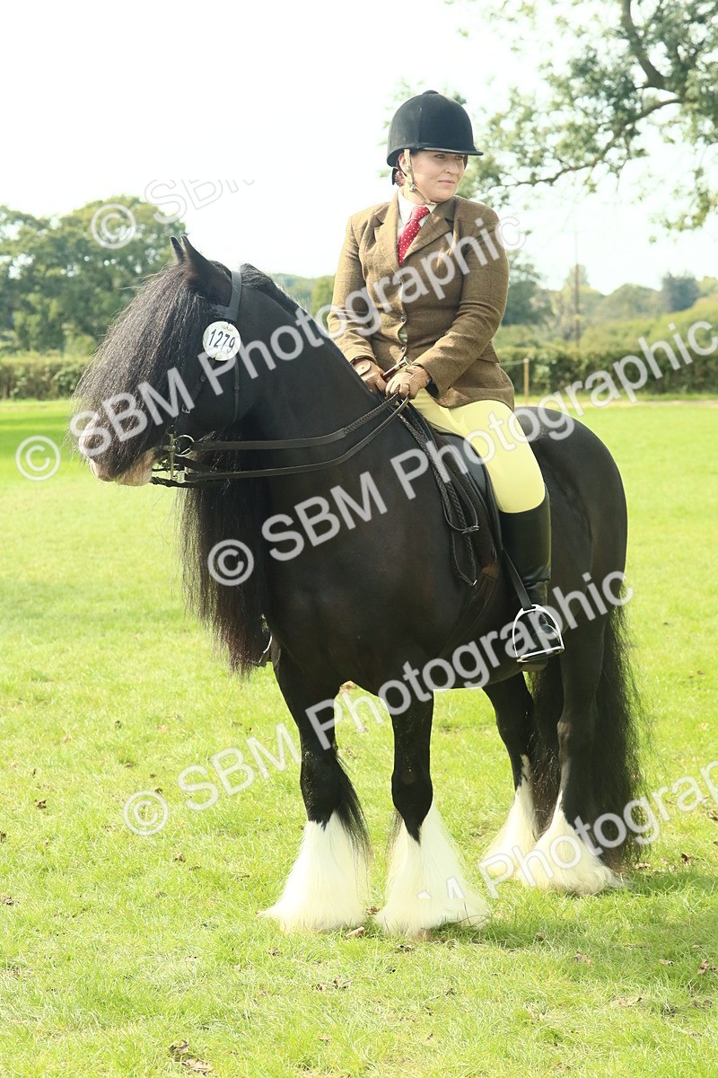 SBM_66741 - S34 - Rehabilitated Rescue Horse & Pony In Hand & Ridden