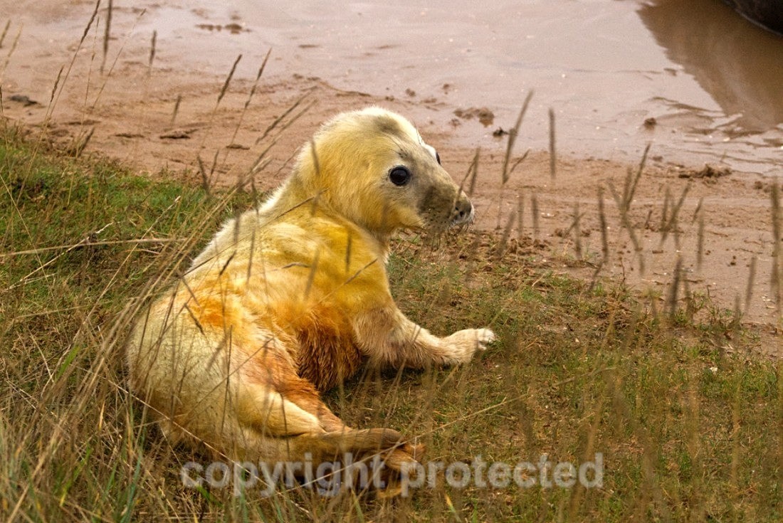 Grey Seal Pup - Lincolnshire - Mammals