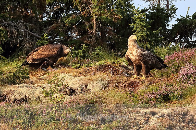 Sea Eagles (adult & juvenile), Flatanger, Norway - White-tailed Sea-Eagle