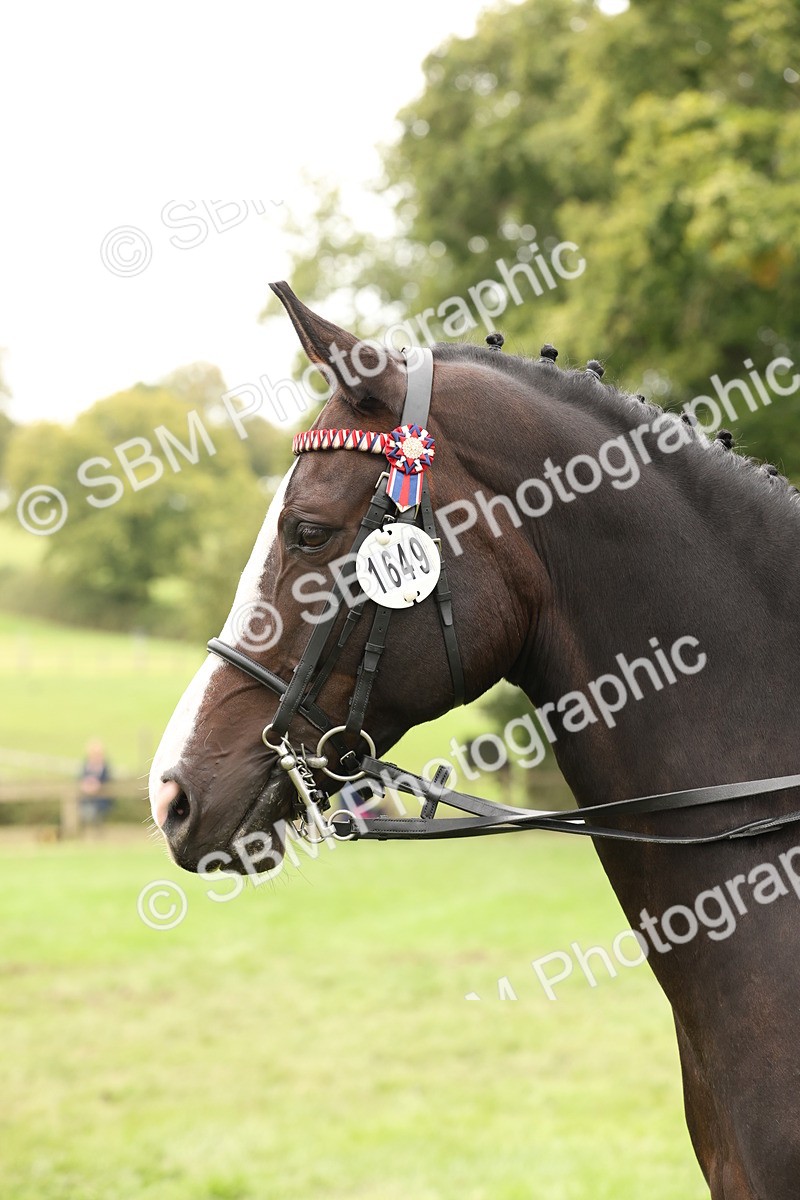 SBM_64314 - S65 - Riding Horse & Hack & Thoroughbred Ridden