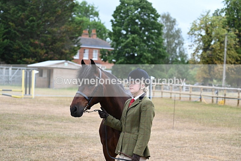 WJ7_9547 - Class 5 Most Handsome Gelding (up to 14.2hh)