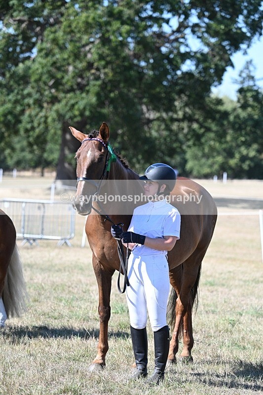 WJ7_1702 - Class 42 Most Handsome Gelding