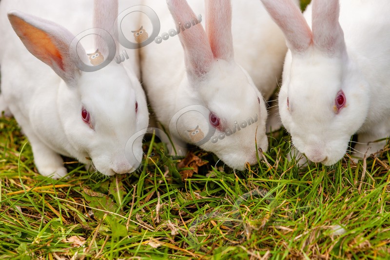 Domestic rabbit Oryctolagus cuniculus-3230 - Pet Photography