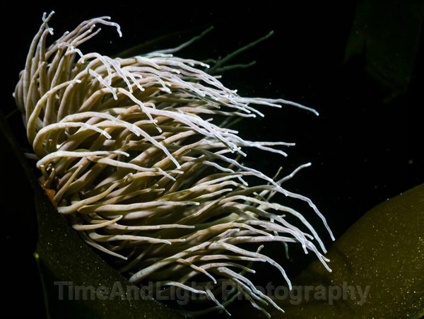 Snakelock Anemone - Cornish Marine Life