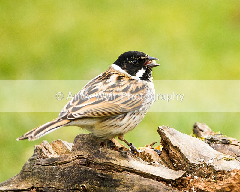 20130331-_MG_2540 - Buntings