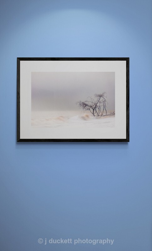 Trees in the Ocean 2