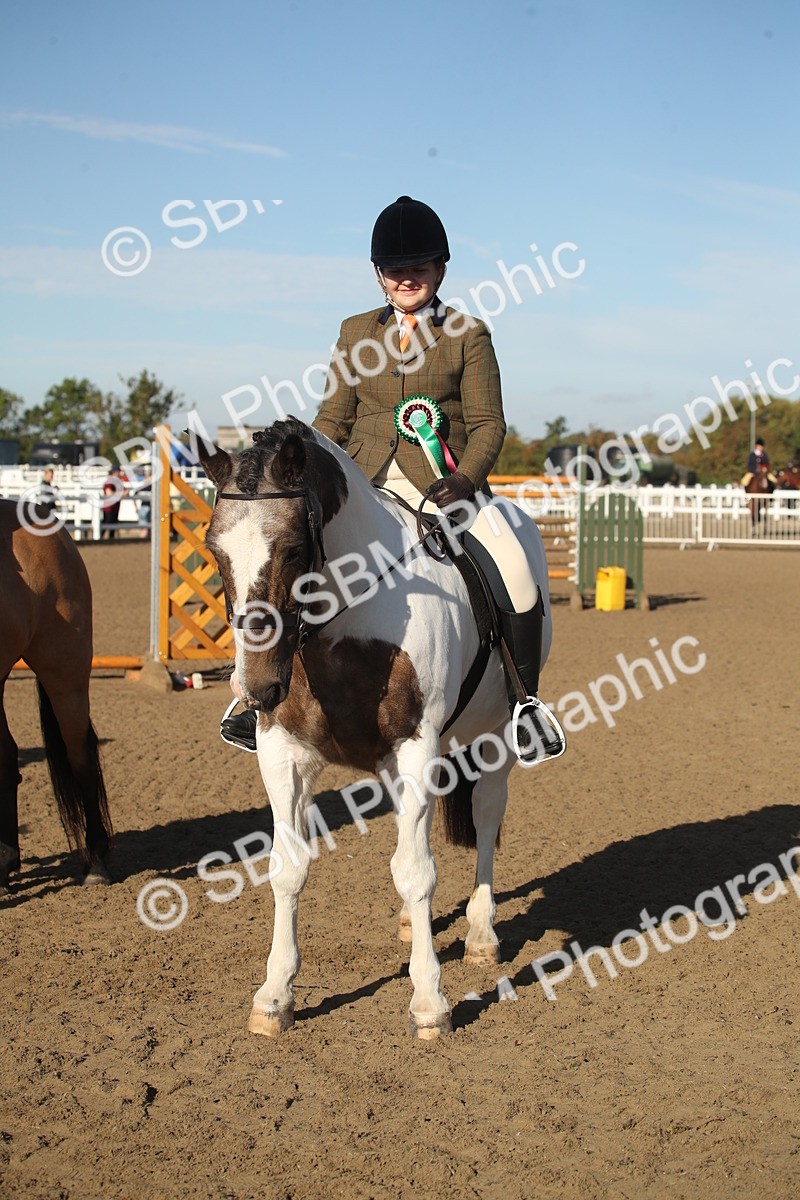 SBM_11592 - Class 502 - Riding Club Horse