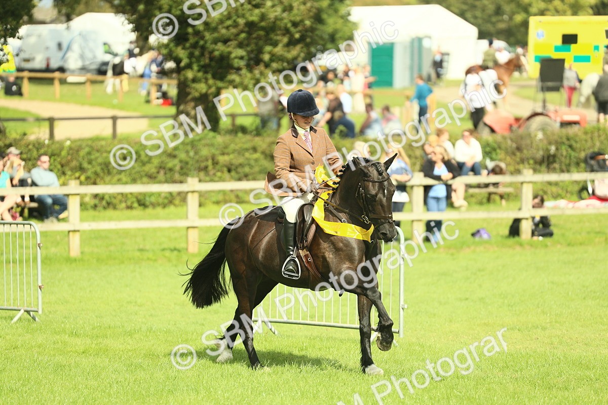 SBM_44838 - S31 - Working Hunter Pony