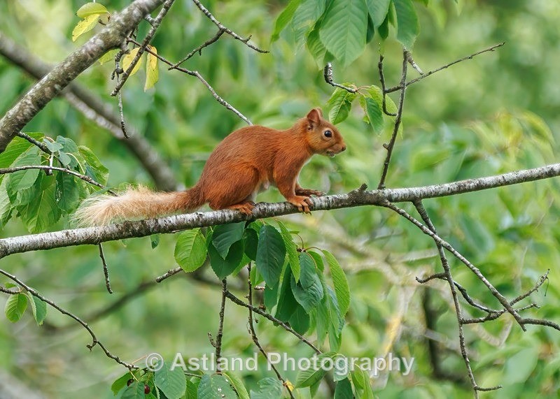 Red Squirrel - Latest Images