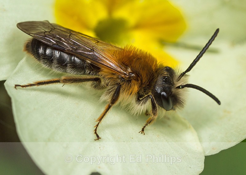 Andrena nitida (m) - Andrena nitida