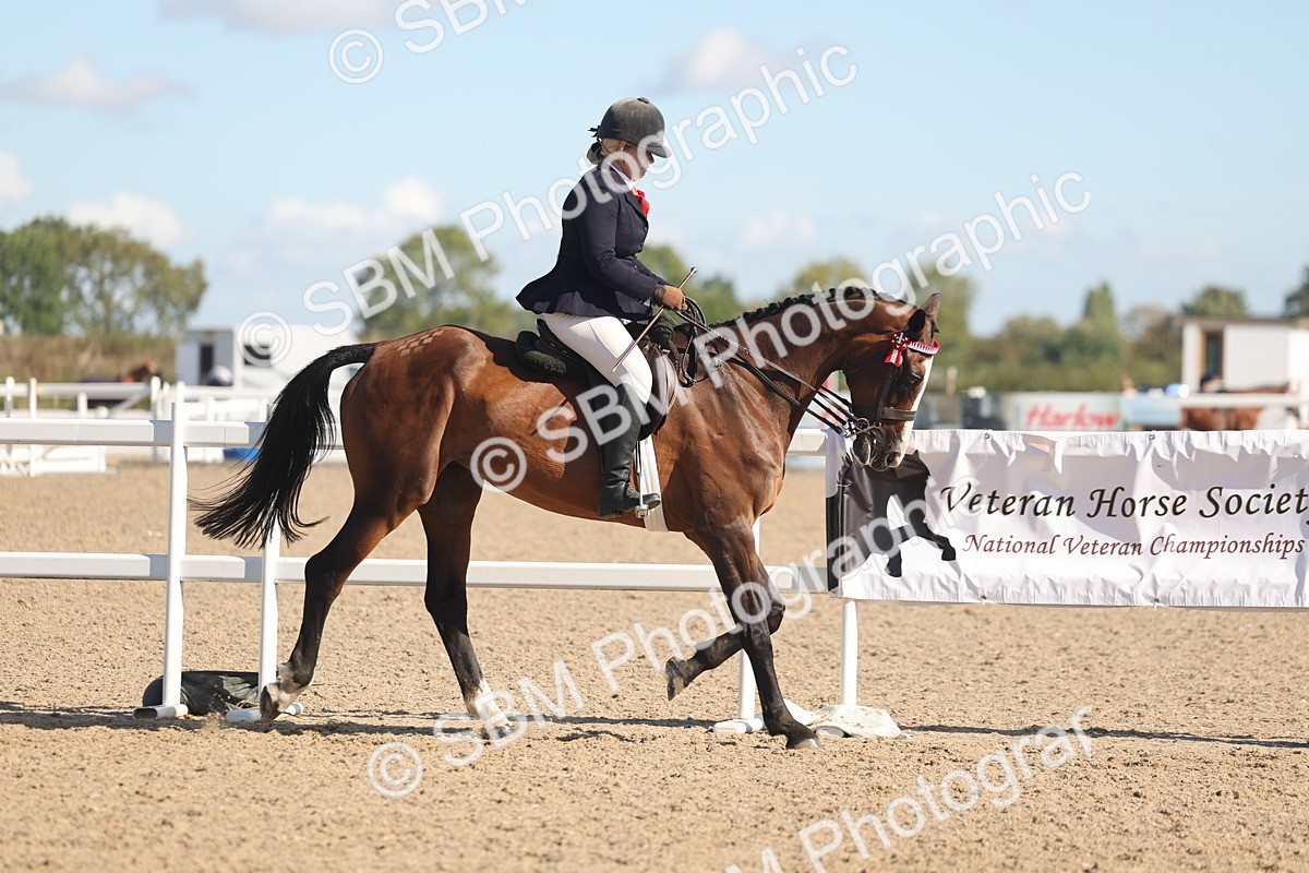 SBM_13021 - Class 305 - Ridden Foreign Breed Pure Bred