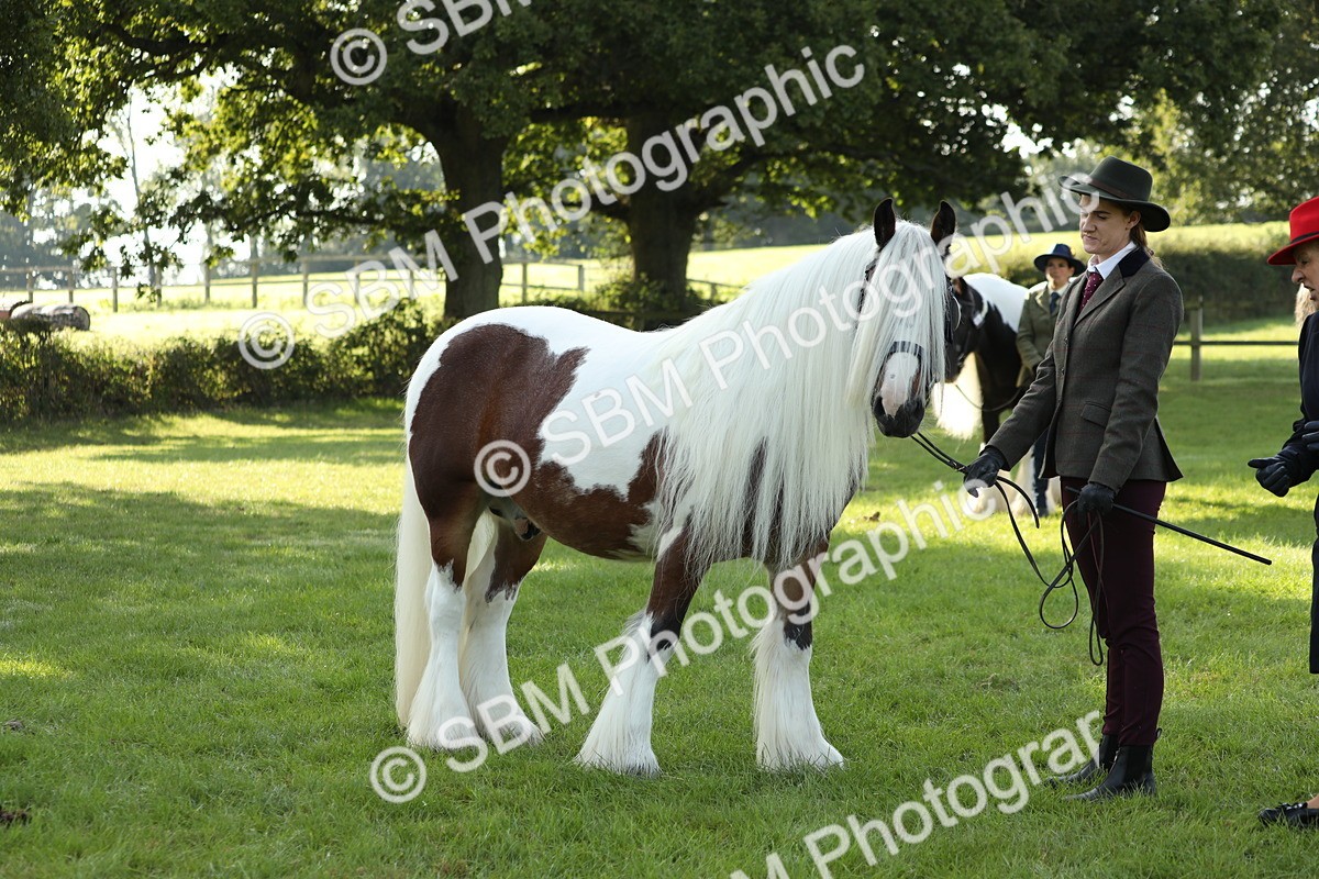SBM_60920 - S43 - Coloured Pony In Hand