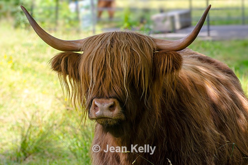 Highland Cow - DSC_8864 - Cattle