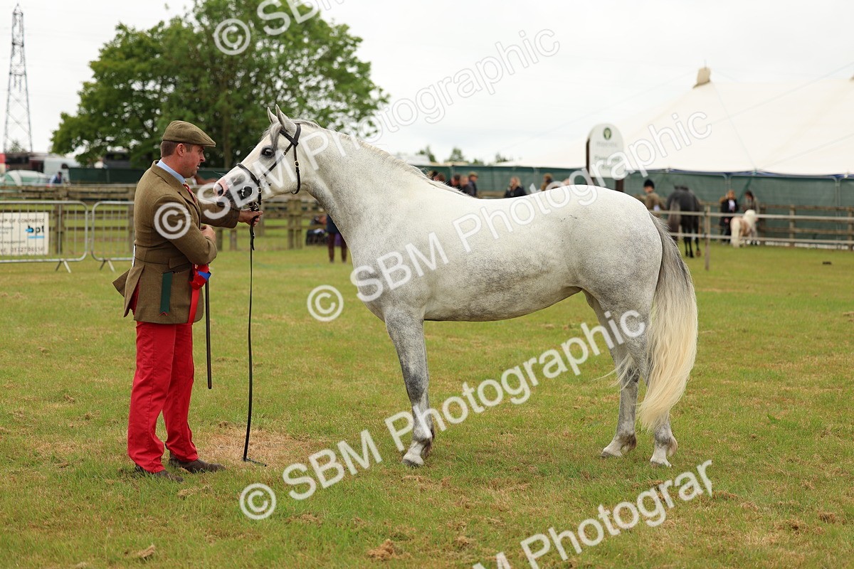 SBM_04287 - Class 64-67 - Shetland Pony In Hand