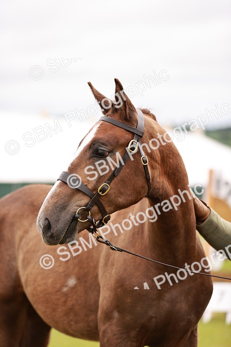SBM_00836 - Class 26-30 Sport Horse In Hand